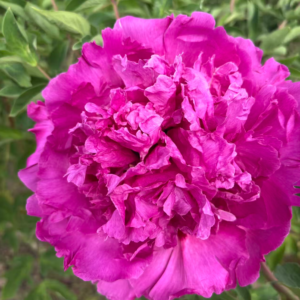 Mang Tang Hong tree peony