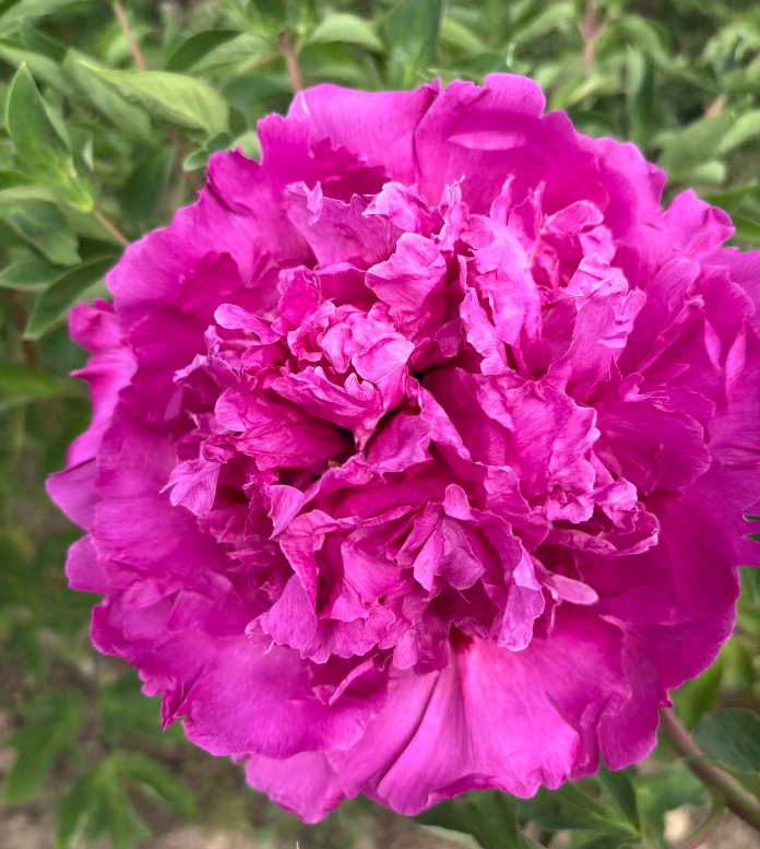 Mang Tang Hong tree peony