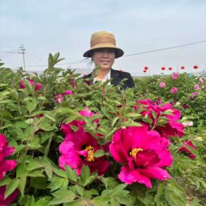 Mo Hai Ying Bo tree peony