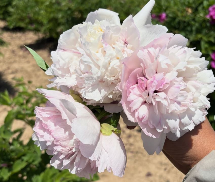 Lan Xian Nu tree peony - Image 2