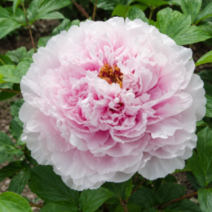 Yu Hou Feng Guan tree peony