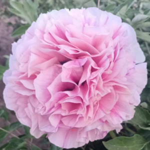 Tao Hua Fen tree peony