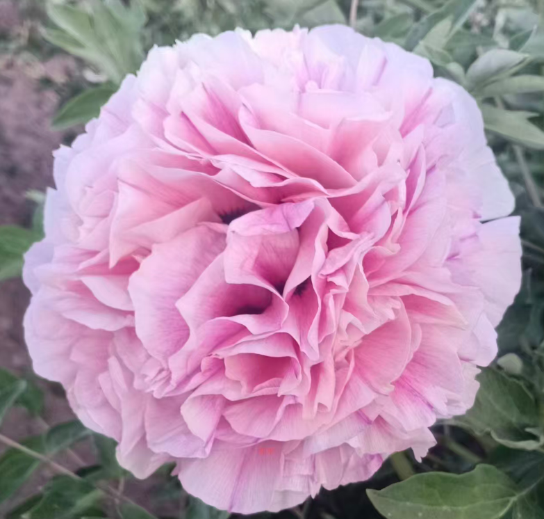 Tao Hua Fen tree peony