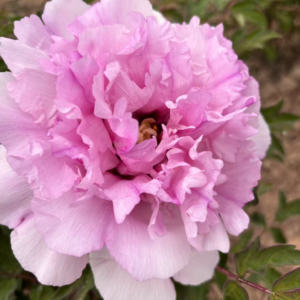 Tian Shan Xia Nu tree peony