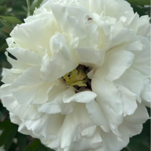 Xue Shan Fei Cui tree peony