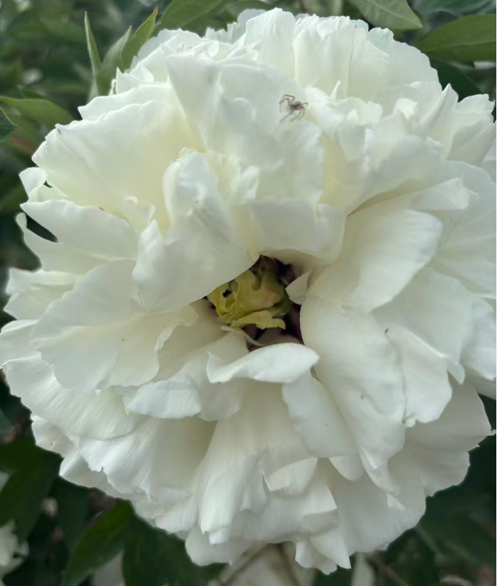 Xue Shan Fei Cui tree peony