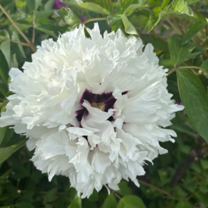 Ying Bai He tree peony