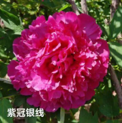 Zi Guan Yin Xian tree peony