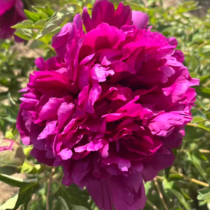 Zi Guan Yu Zhu tree peony