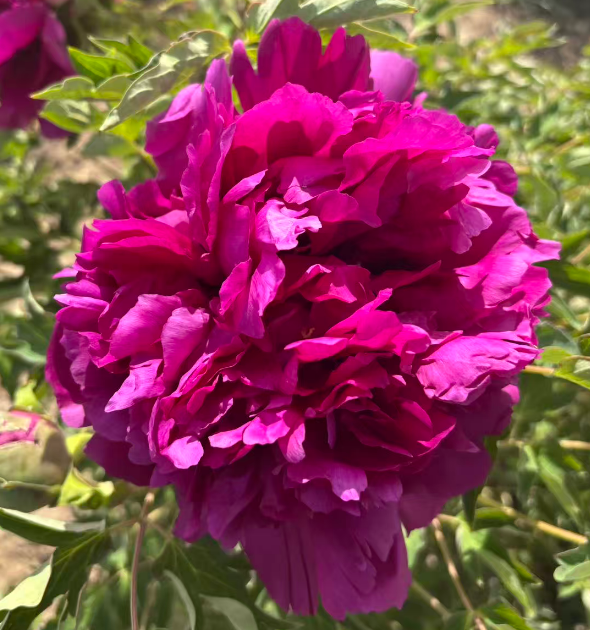 Zi Guan Yu Zhu tree peony