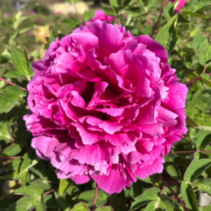 Zi Lou Cang Yu tree peony
