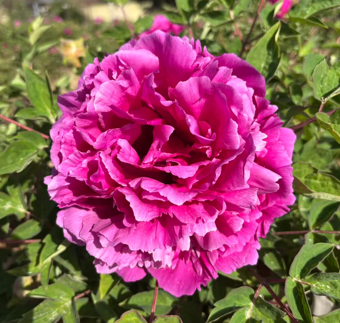 Zi Lou Cang Yu tree peony