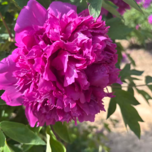 Zi Qi Dong Lai tree peony