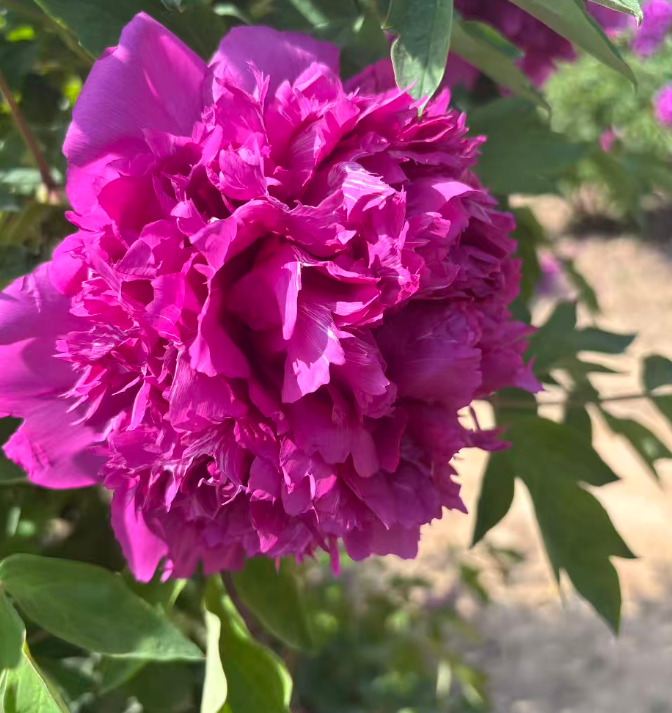 Zi Qi Dong Lai tree peony