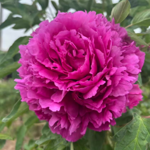 Zi Xiu Qiu tree peony
