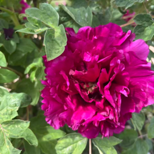 Zi Zhu Sha tree peony