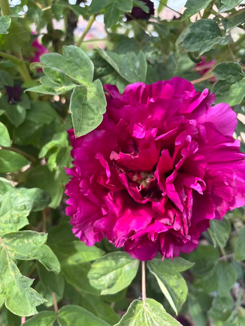 Zi Zhu Sha tree peony