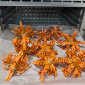 Double tiger lily Lilium lancifolium Flore Pleno, ruffled orange blooms with purple-black spots