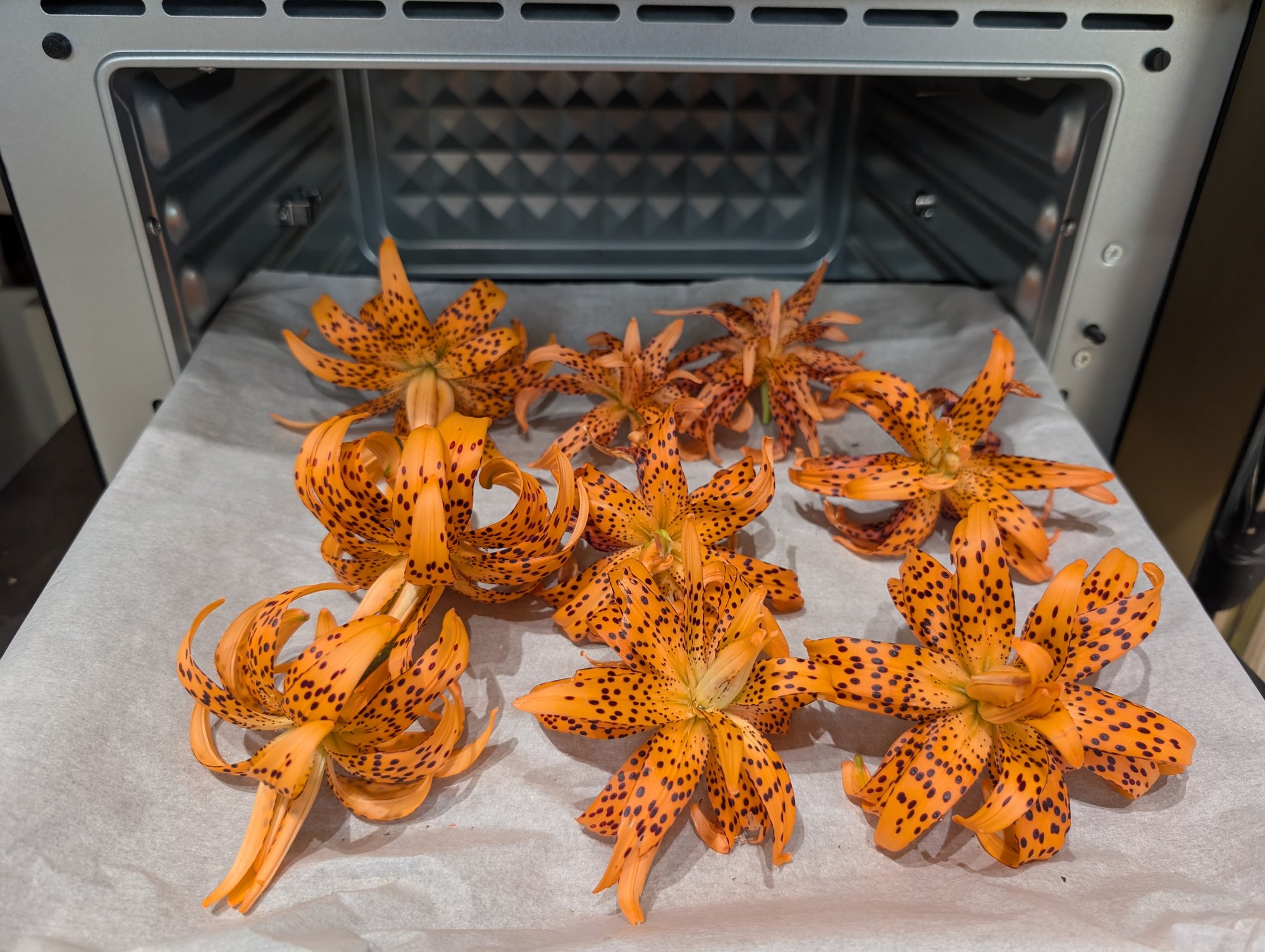 Double tiger lily Lilium lancifolium Flore Pleno, ruffled orange blooms with purple-black spots