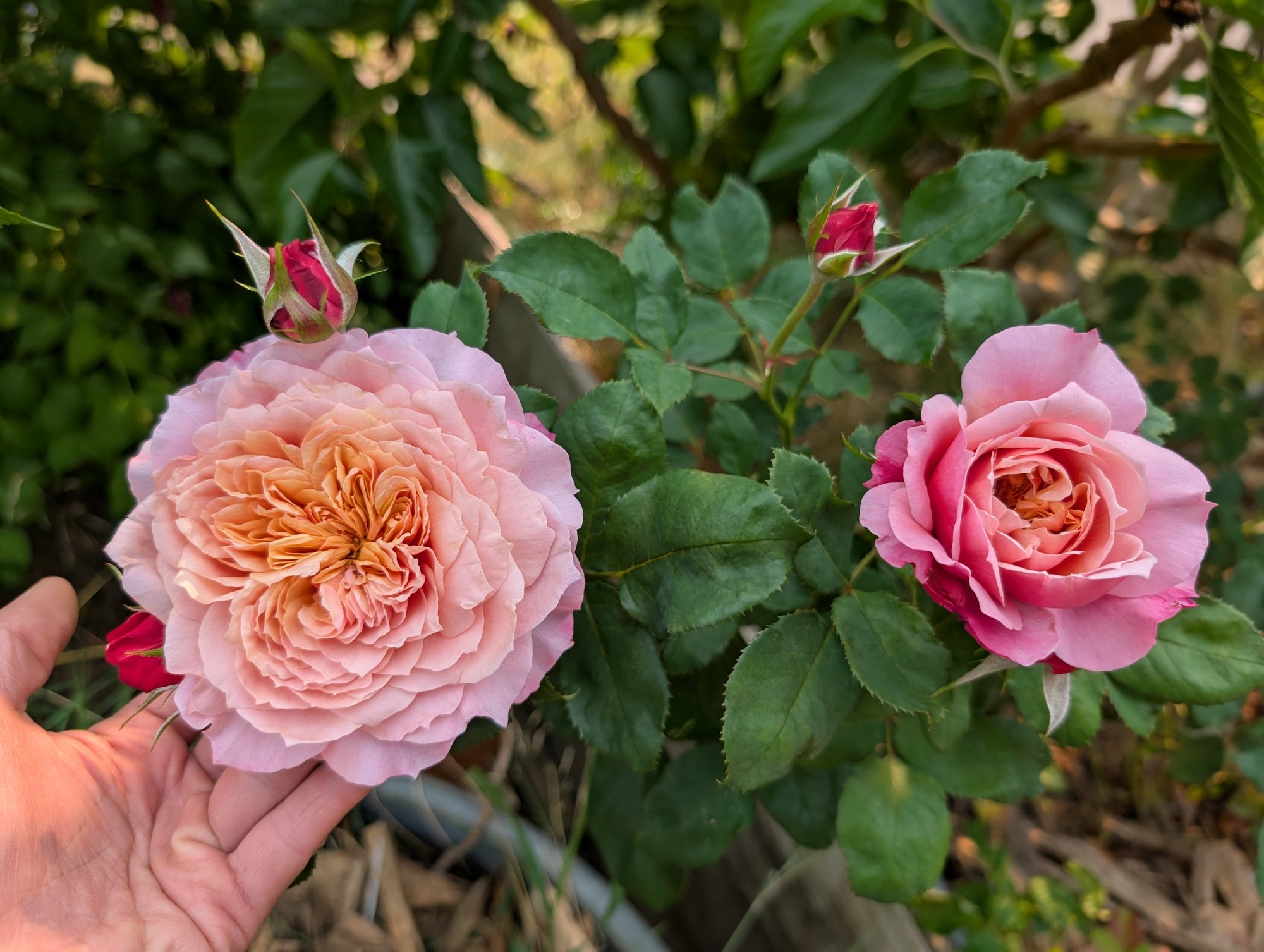 Miyabi garden rose, peach and pink blooms on the plant in the garden