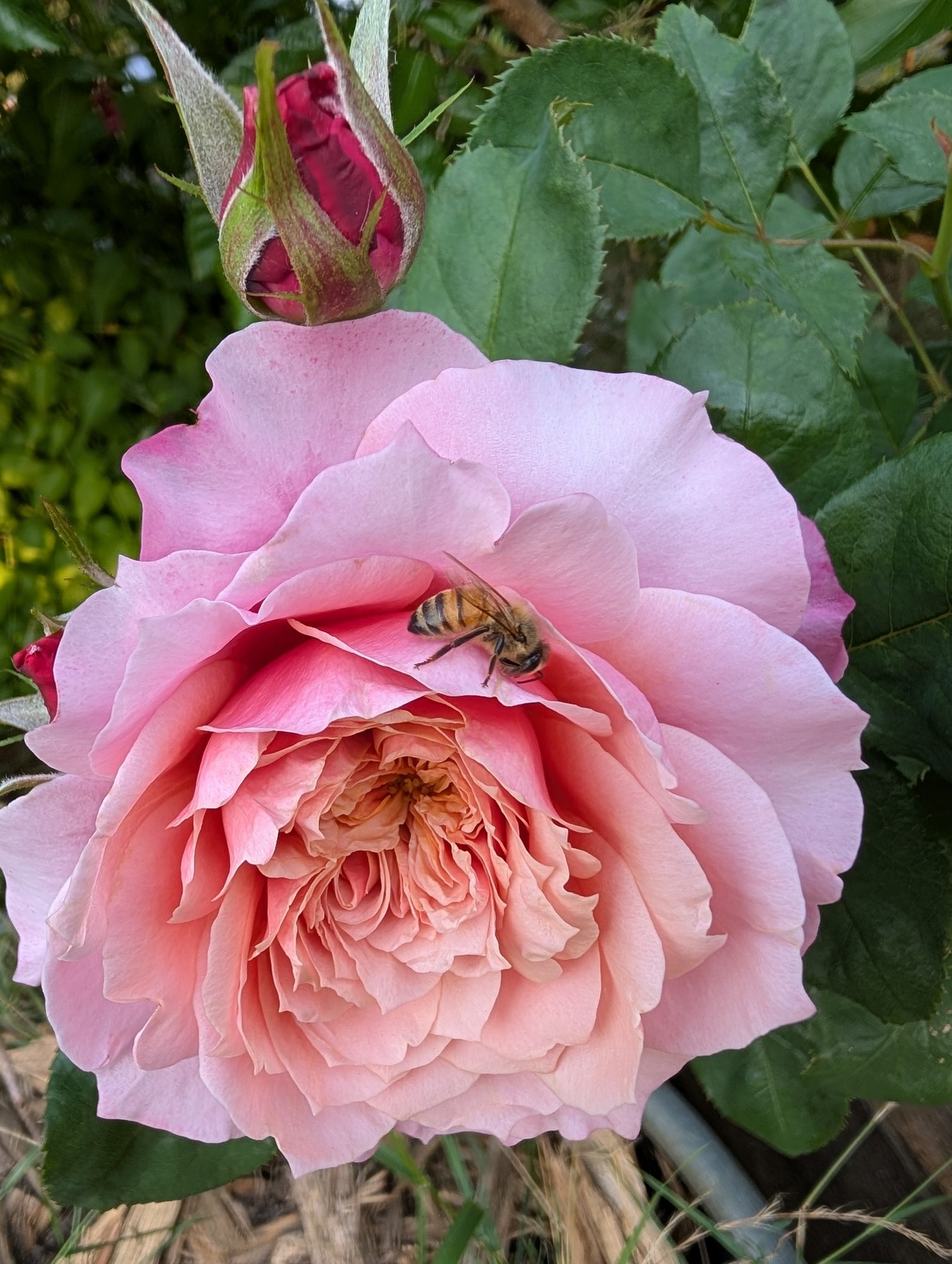 Miyabi garden rose bloom in soft pink with a honeybee on the petals