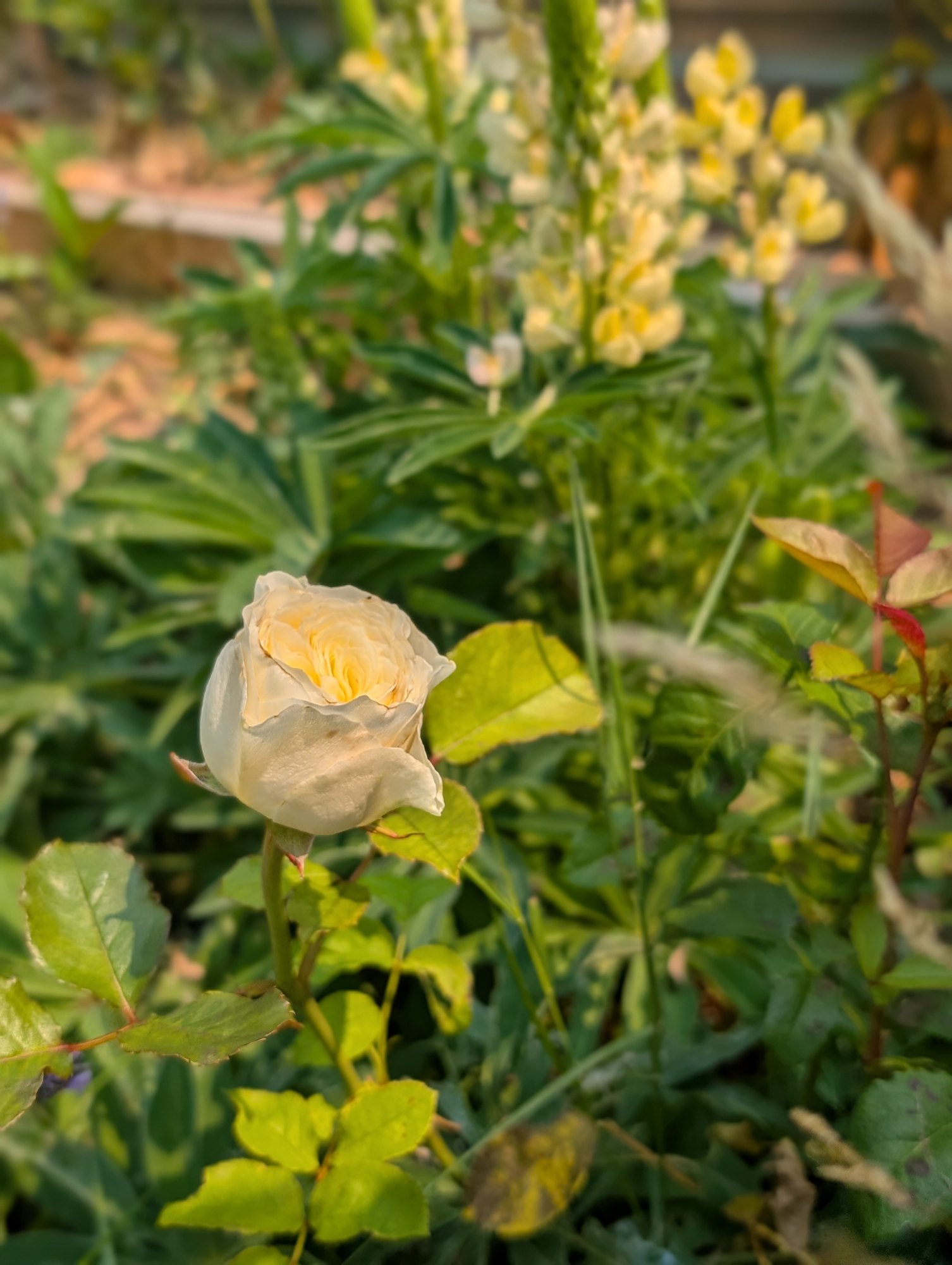 Persuasion rose bud opening among garden foliage and yellow lupine
