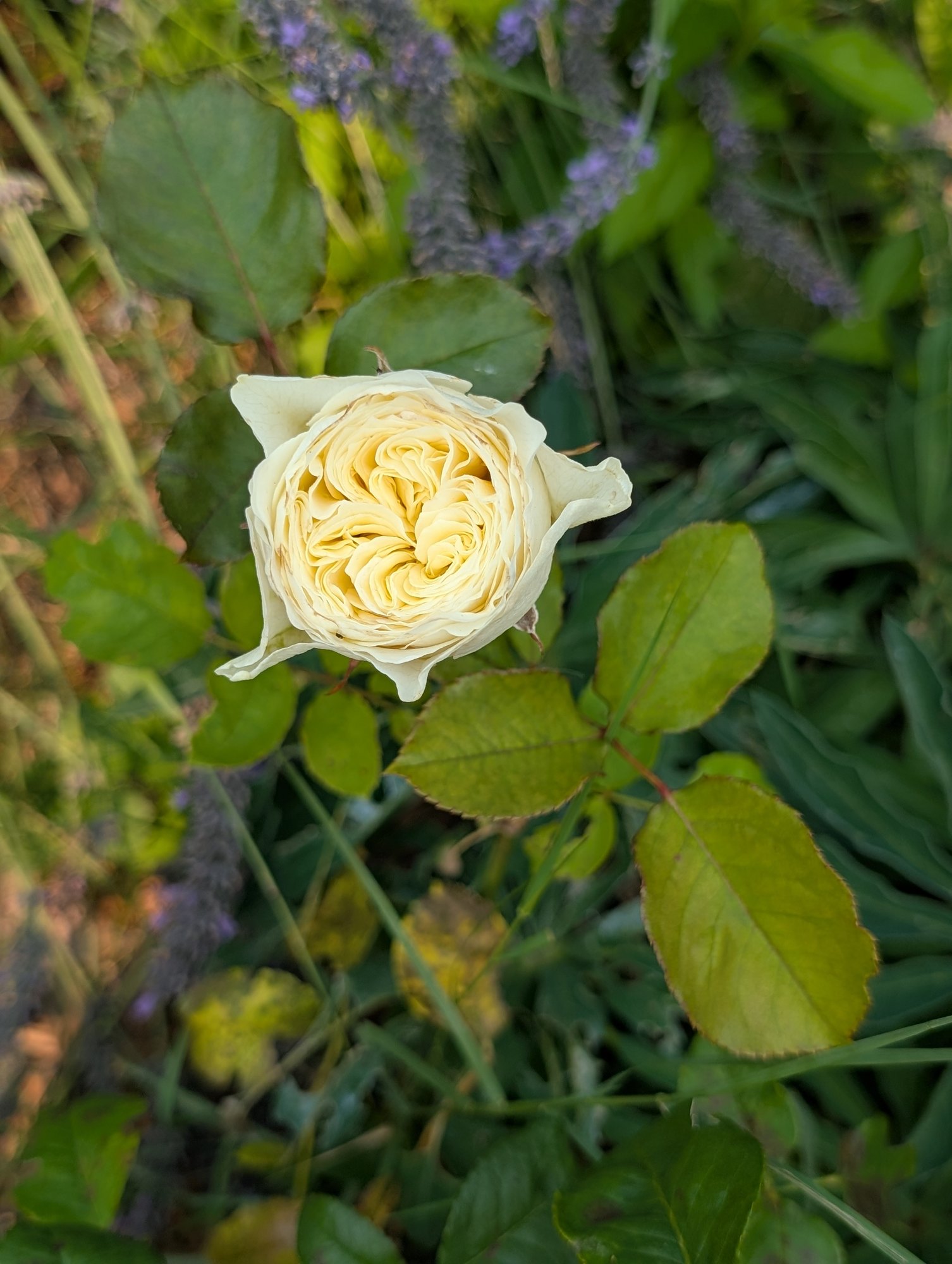 Persuasion rose in full bloom, cream petals with butter yellow centre