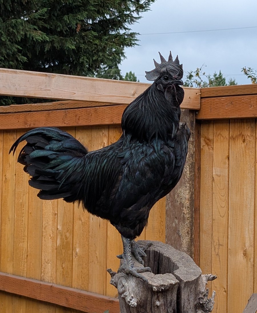 An Ayam Cemani rooster with black comb, wattles and iridescent green-black plumage