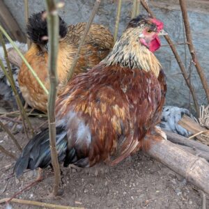A red and gold bantam half-silkie rooster with iridescent black tail feathers