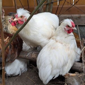 A white crested bantam half-silkie rooster in the run with the flock