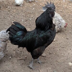 An Ayam Cemani rooster with black comb, wattles and iridescent green-black plumage