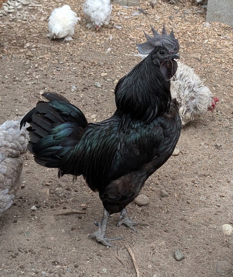 An Ayam Cemani rooster with black comb, wattles and iridescent green-black plumage