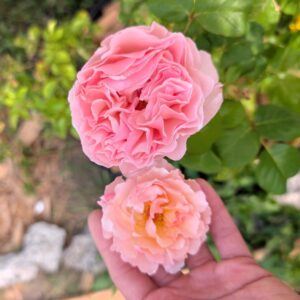 Bli Par garden rose, ruffled pink bloom