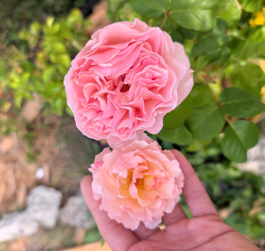 Bli Par garden rose, ruffled pink bloom