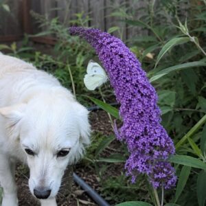 Buddleia davidii butterfly bush with a cabbage white butterfly on the flower spike