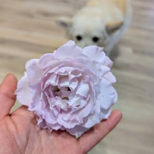 Lu Ningxiang rose held in hand with a cat