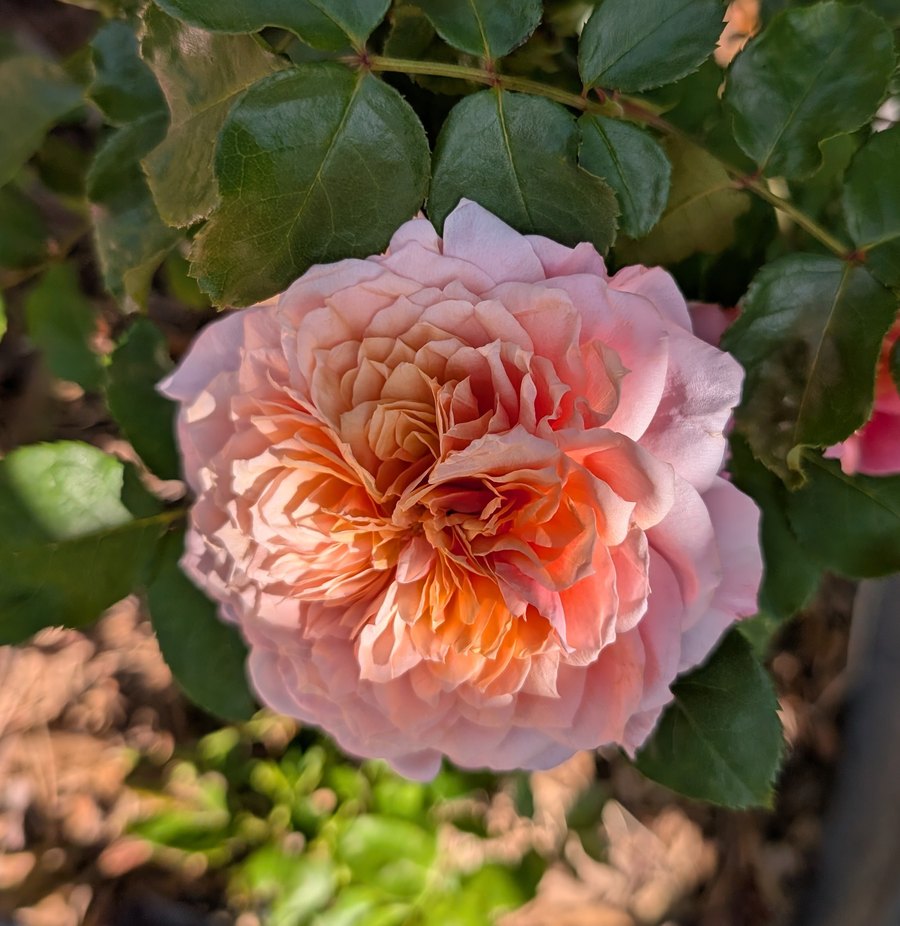 Miyabi Japanese garden rose, ruffled pink bloom