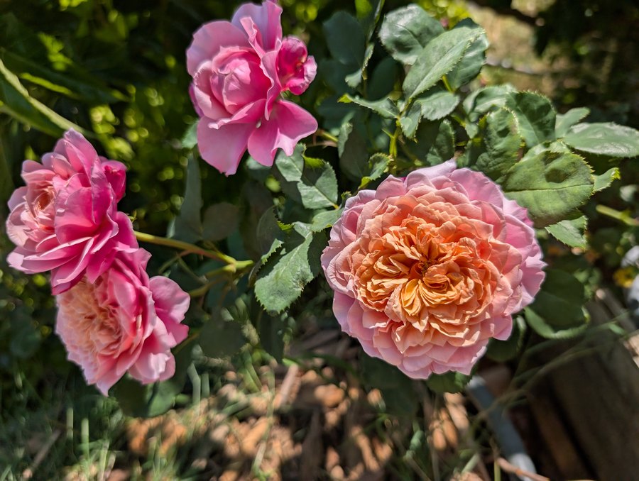 Miyabi Japanese garden rose, ruffled pink bloom