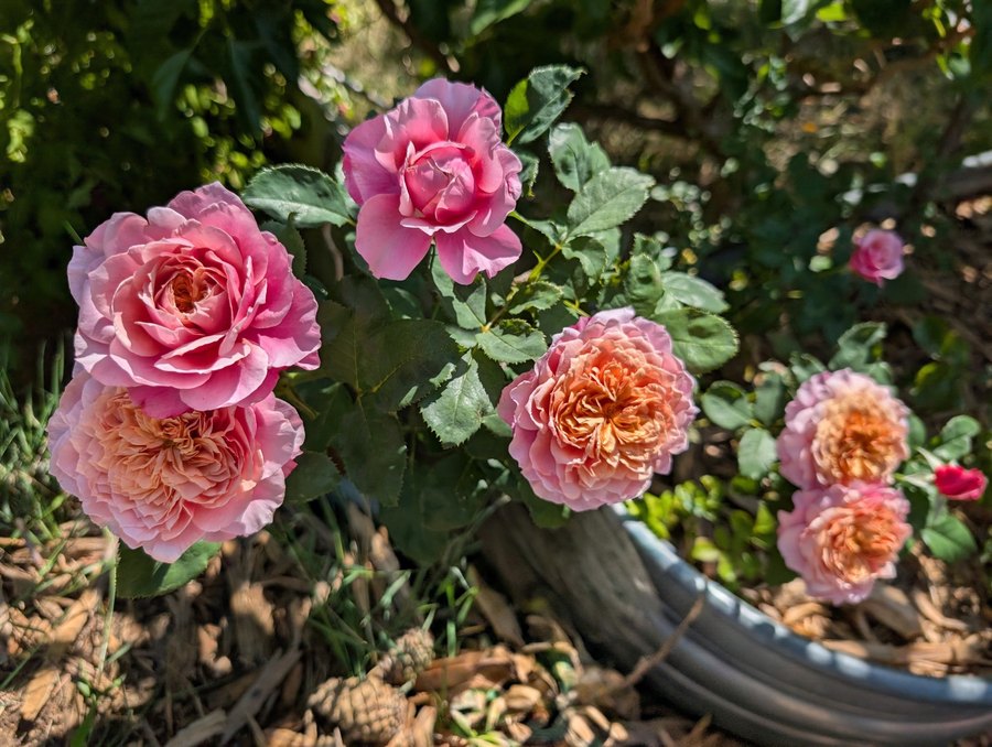 Miyabi Japanese garden rose, ruffled pink bloom
