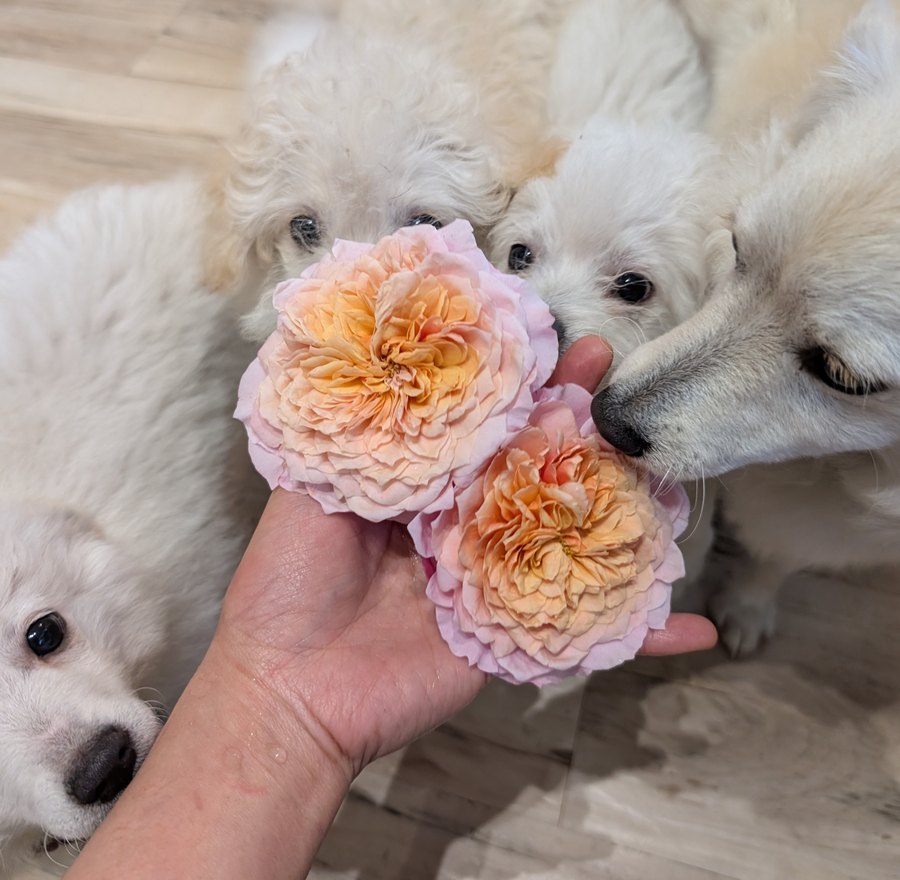 Miyabi rose plant