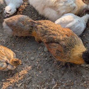 An orange and brown bantam silkie mix pullet with satin feathers, foraging with the flock