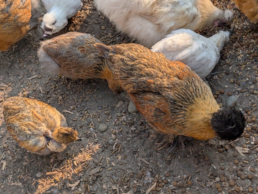 An orange and brown bantam silkie mix pullet with satin feathers, foraging with the flock