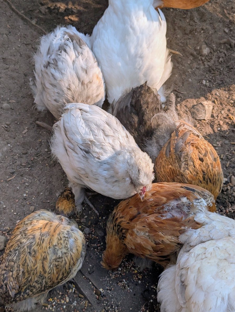 An orange and brown bantam silkie mix pullet with satin feathers, foraging with the flock