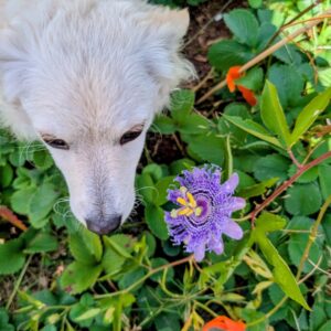 A purple passionflower bloom in the garden