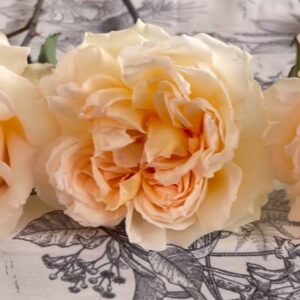 Pri Hol Hop garden rose, frilly cream petals around a soft peach centre