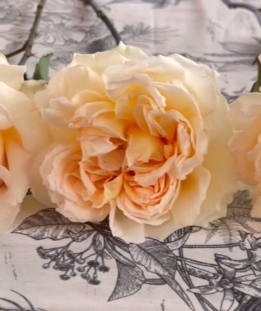 Pri Hol Hop garden rose, frilly cream petals around a soft peach centre