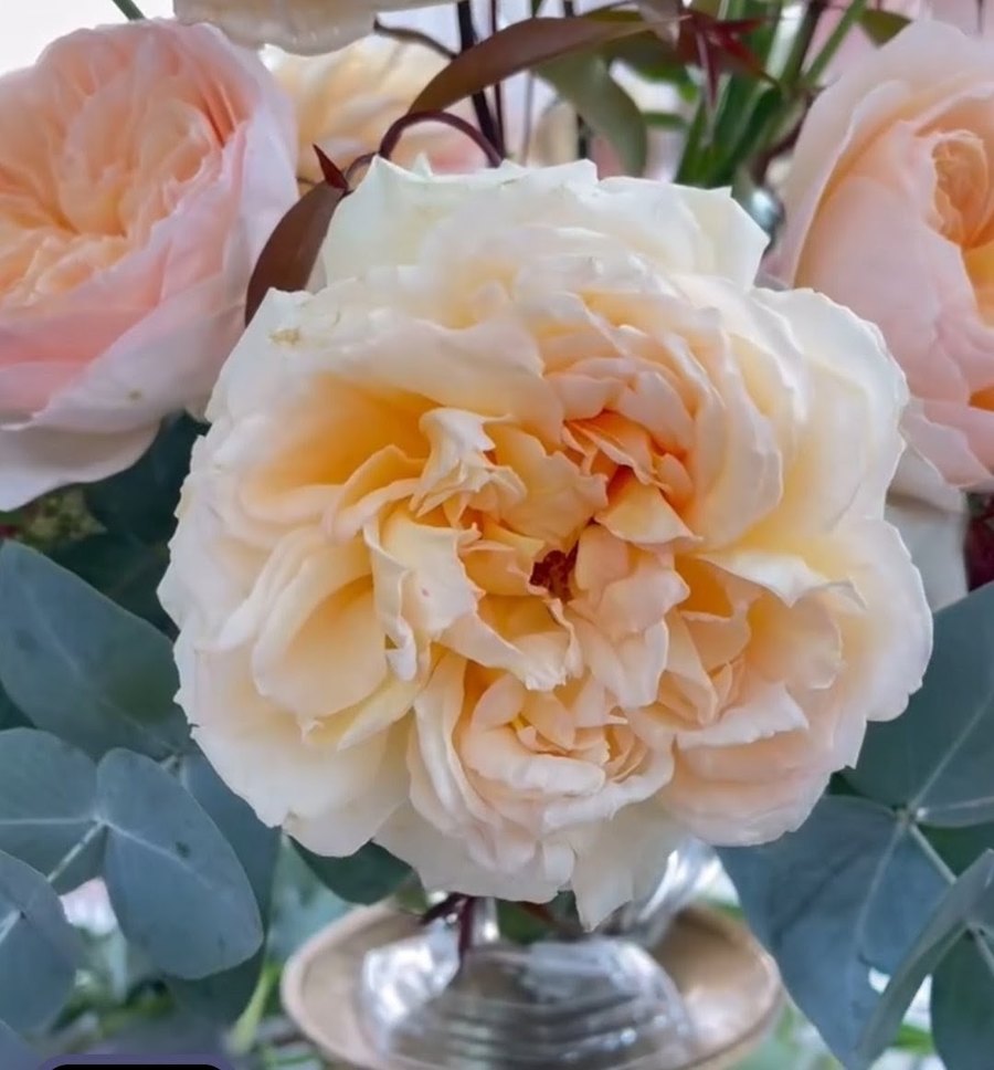 Pri Hol Hop garden rose, frilly cream petals around a soft peach centre