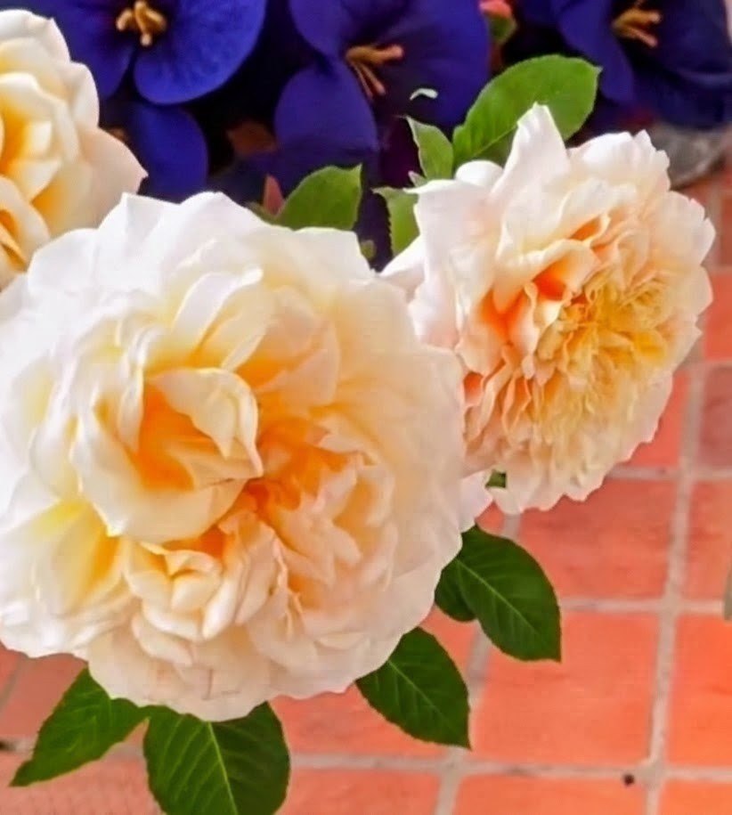 Pri Hol Hop garden rose, frilly cream petals around a soft peach centre