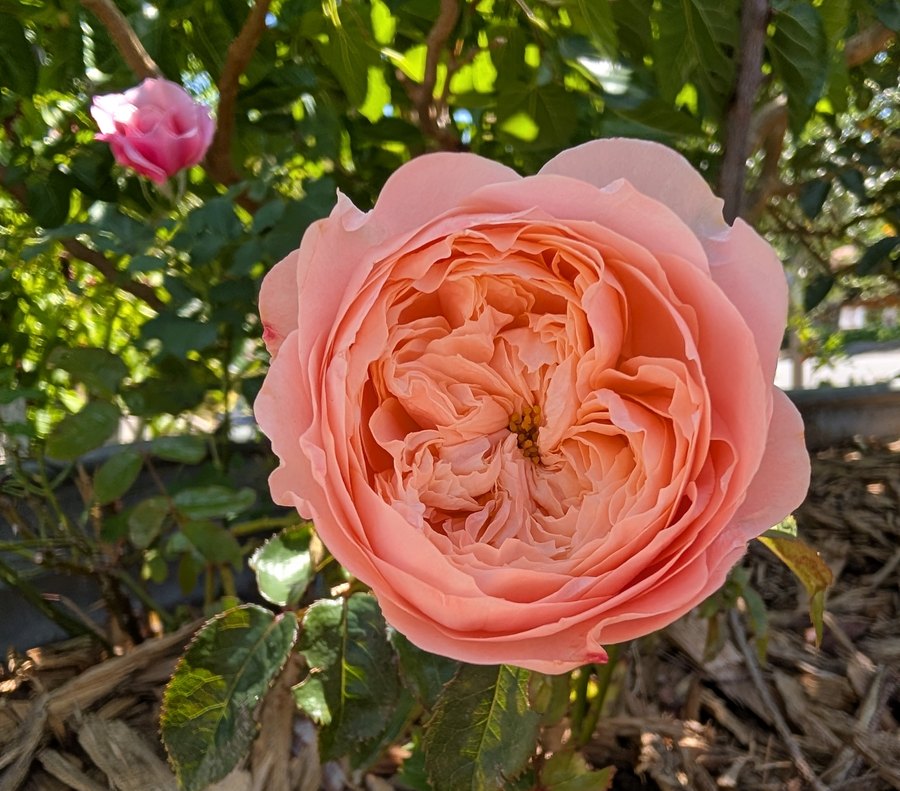 Sweet Harper rose, coral and peach bloom