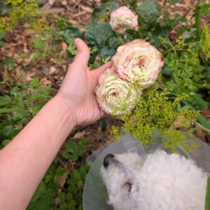 Apple Jack rose, cream bloom edged in pink